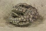 Rare Fossil Starfish (Calyptactis) - Crawfordsville, Indiana #94343-2